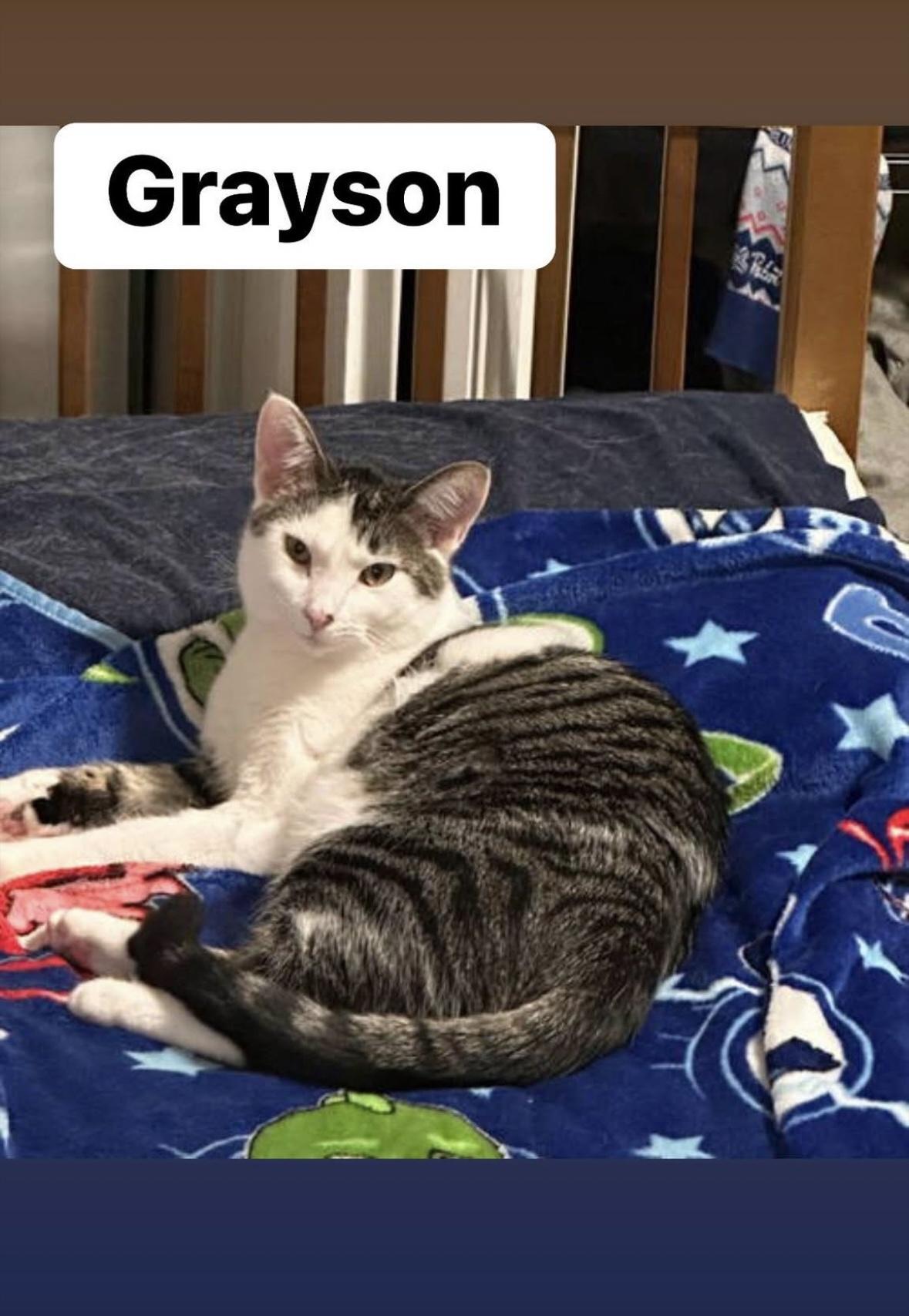 Enlarge Grayson, a Adoptable Domestic Short Hair in Crown Point, IN image 1/2