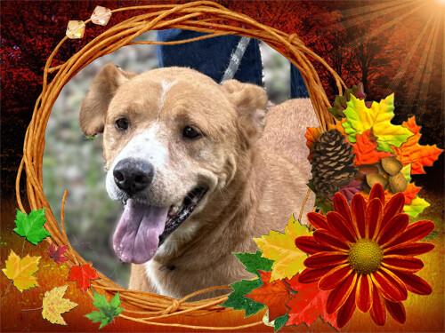 Enlarge Honey, a Adoptable mixed breed in Vidor, TX image 1/6