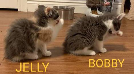 Enlarge Jelly, a Adopted Tortoiseshell in Spencerville, ON image 1/5