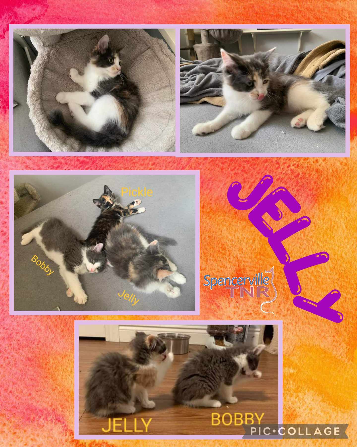 Enlarge Jelly, a Adopted Tortoiseshell in Spencerville, ON image 2/5