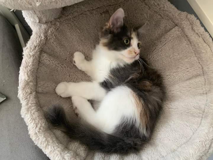 Enlarge Jelly, a Adopted Tortoiseshell in Spencerville, ON image 3/5