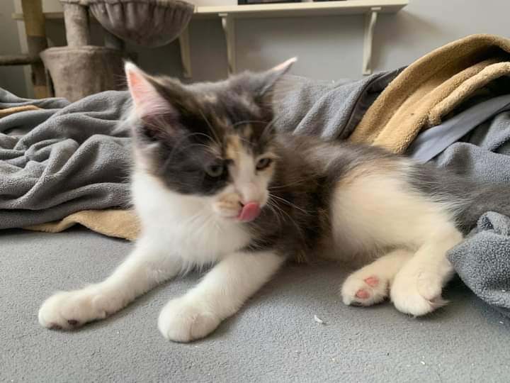 Enlarge Jelly, a Adopted Tortoiseshell in Spencerville, ON image 4/5