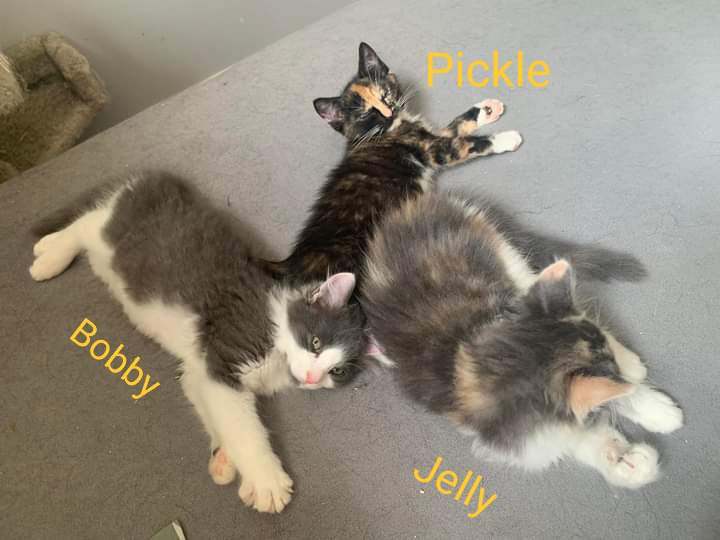 Enlarge Jelly, a Adopted Tortoiseshell in Spencerville, ON image 5/5