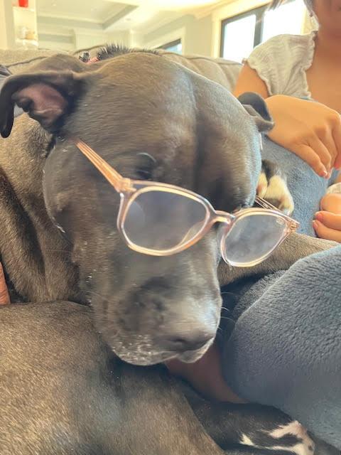 Kaiya, a Adoptable Pit Bull Terrier in San Jose, CA image 1/4