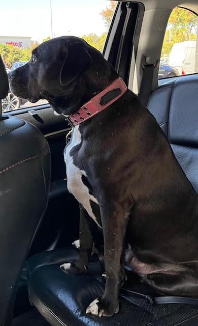 Kaiya, a Adoptable Pit Bull Terrier in San Jose, CA image 4/4