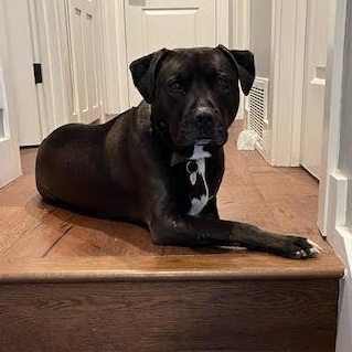Kaiya, a Adoptable Pit Bull Terrier in San Jose, CA image 3/4