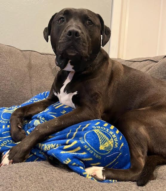 Kaiya, a Adoptable Pit Bull Terrier in San Jose, CA image 2/4