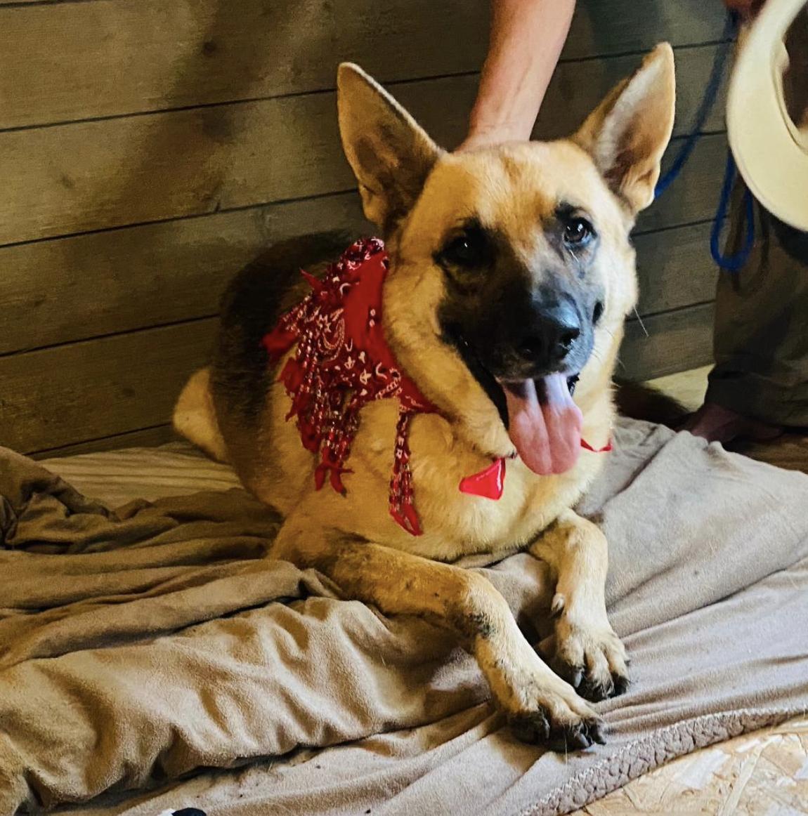 Dog for adoption Hank, a German Shepherd Dog in Central Islip, NY