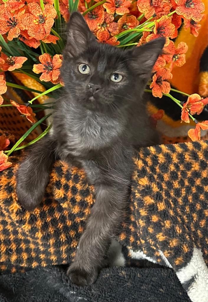 3/25/26 Missy, Adoptable, Kitten Female Domestic Medium Hair.