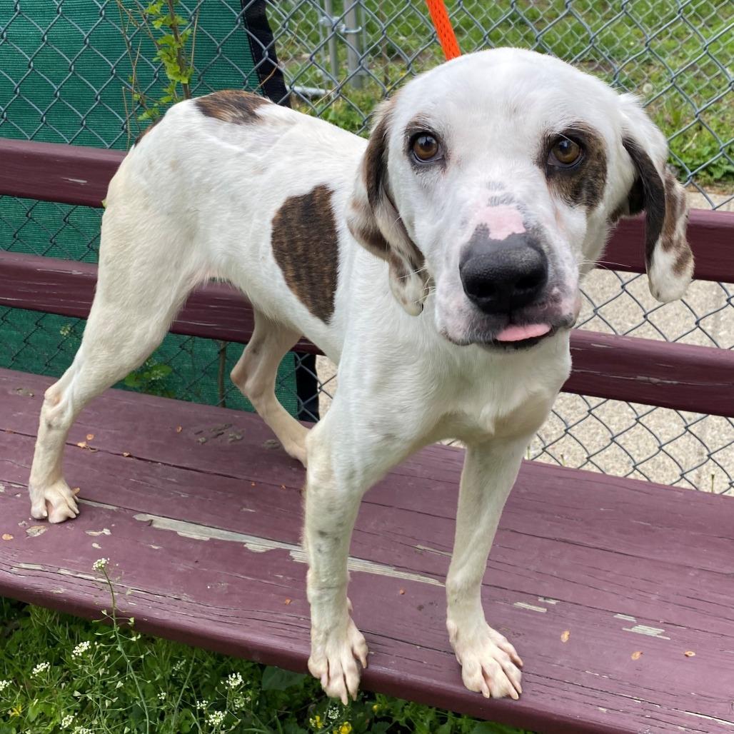 Enlarge Huxley, a Adoptable Mixed Breed in East Hanover, NJ image 5/6
