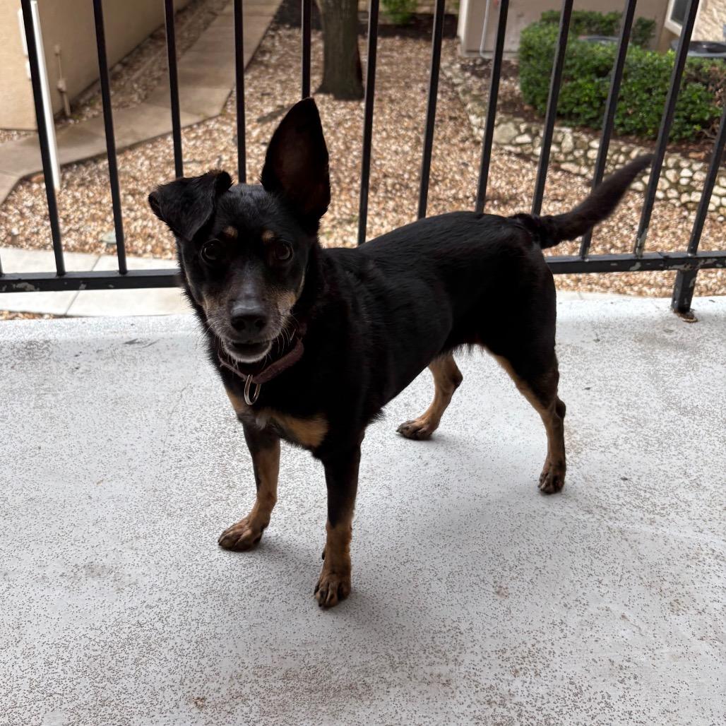 Eloise, Adoptable, Senior Female Chihuahua & Mixed Breed.