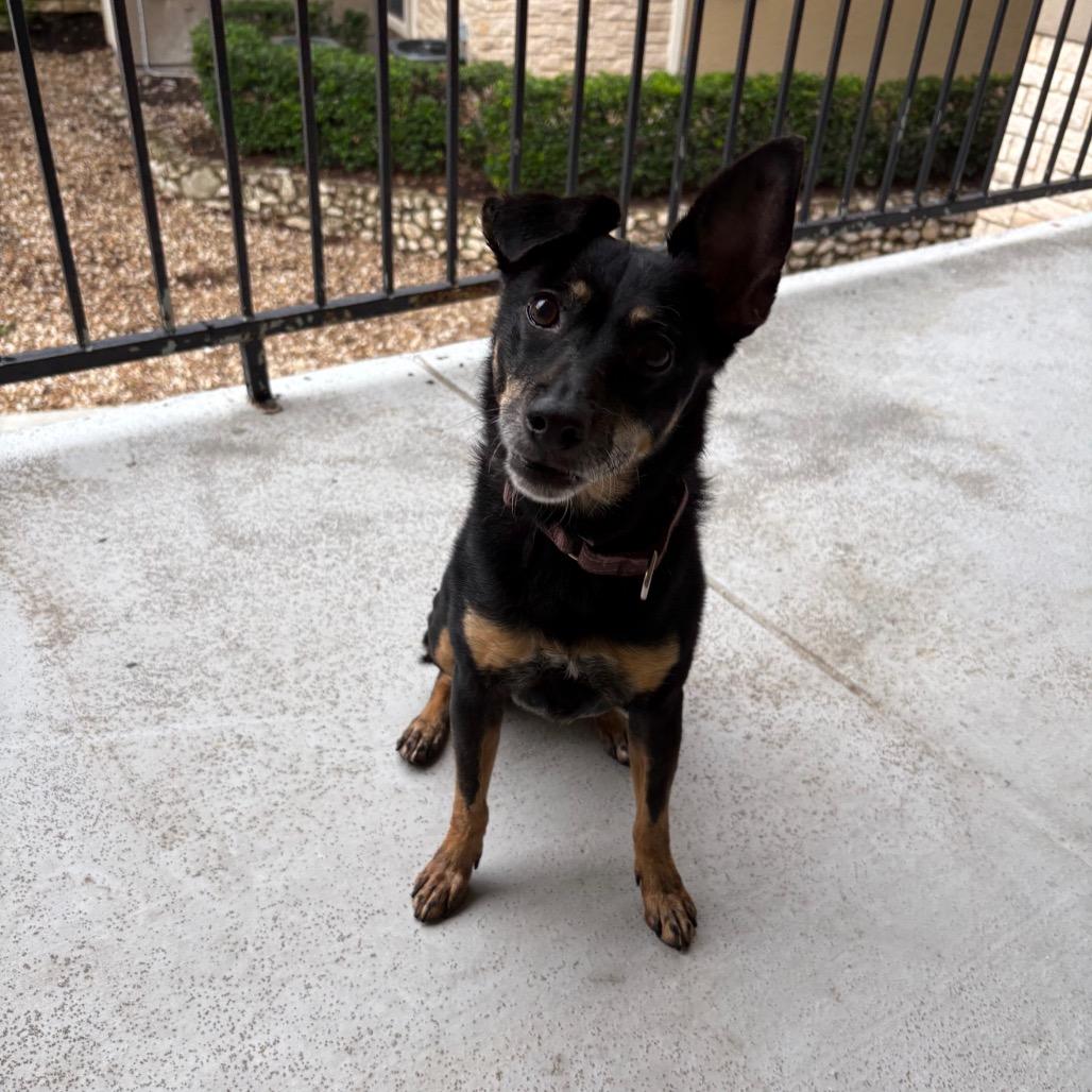 Eloise, a Adoptable mixed breed in Cheyenne, WY image 2/6