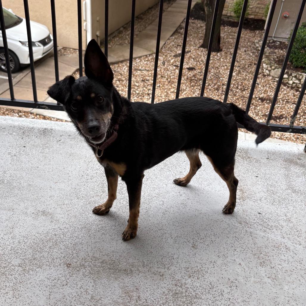 Eloise, a Adoptable mixed breed in Cheyenne, WY image 3/6