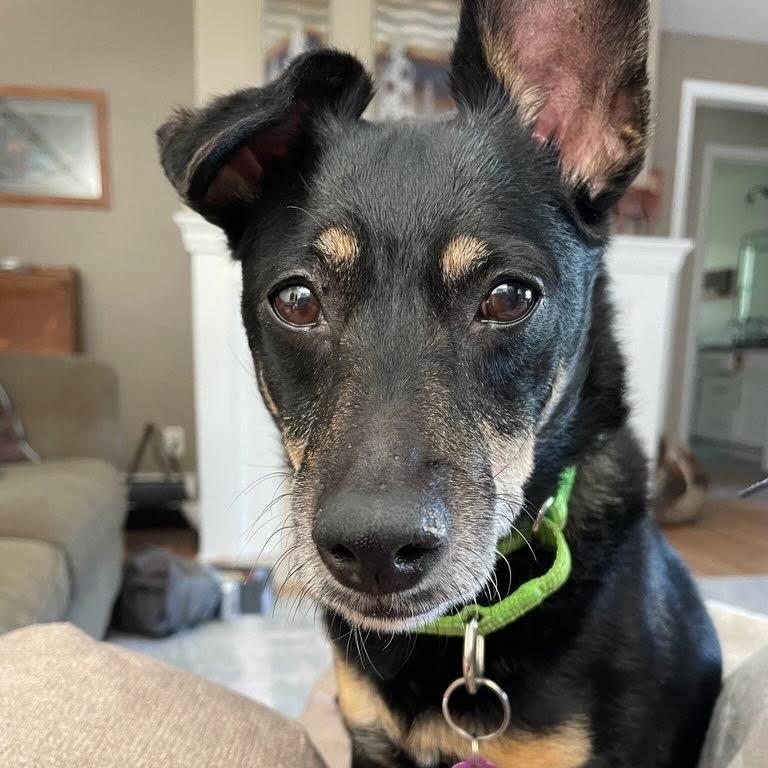 Eloise, a Adoptable mixed breed in Cheyenne, WY image 4/6