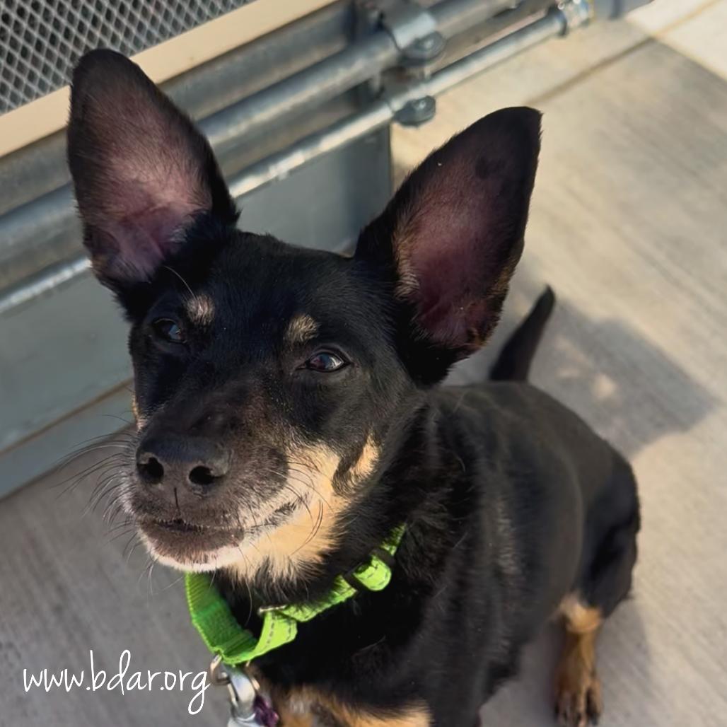Eloise, a Adoptable mixed breed in Cheyenne, WY image 4/6
