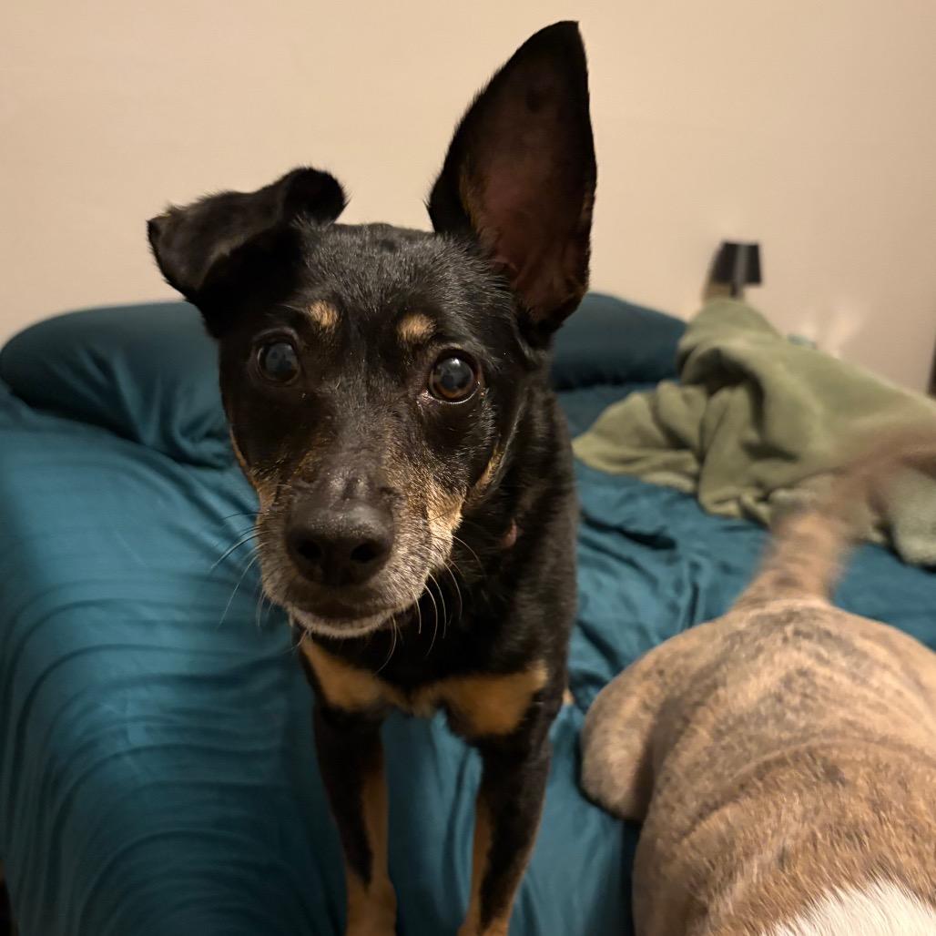 Eloise, a Adoptable mixed breed in Cheyenne, WY image 5/6