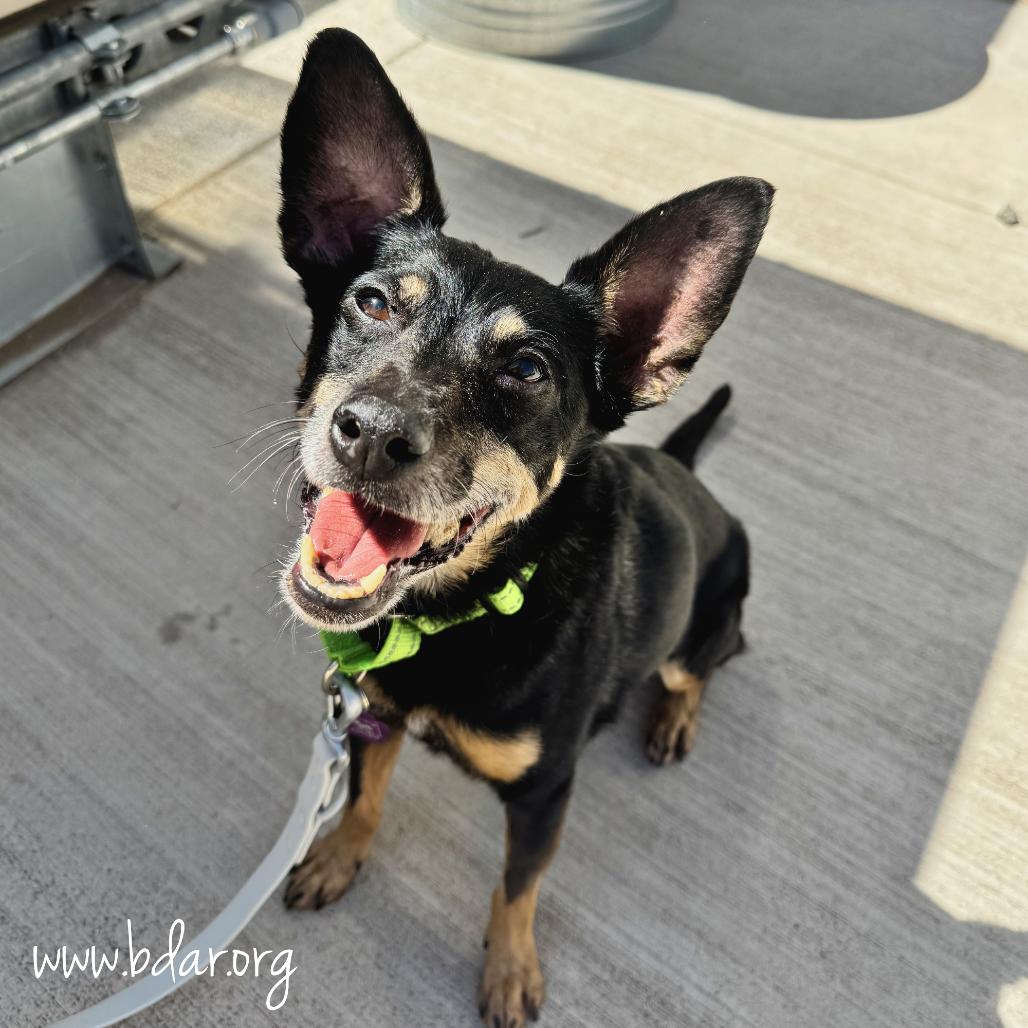 Eloise, a Adoptable mixed breed in Cheyenne, WY image 6/6