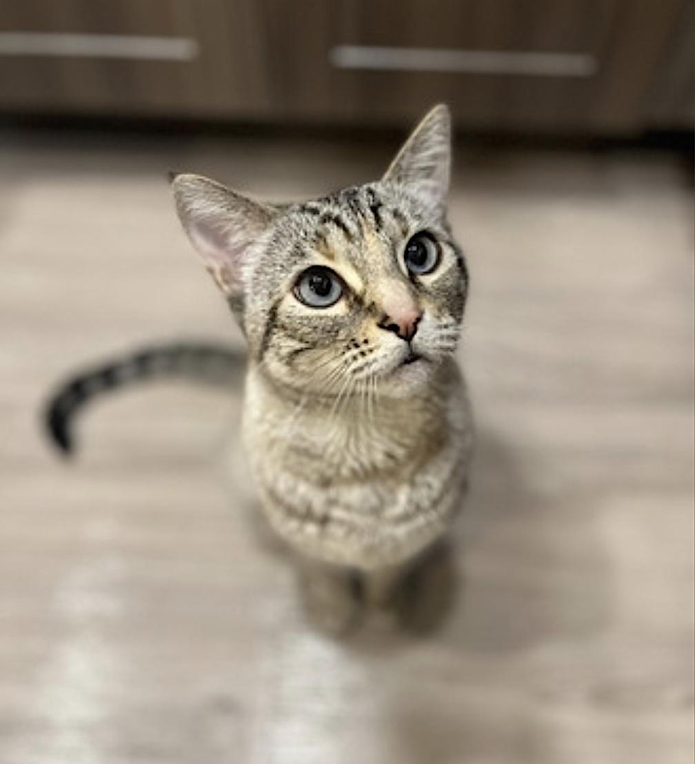 Mocha, an adopted Domestic Short Hair in Amherst, MA image 3/6