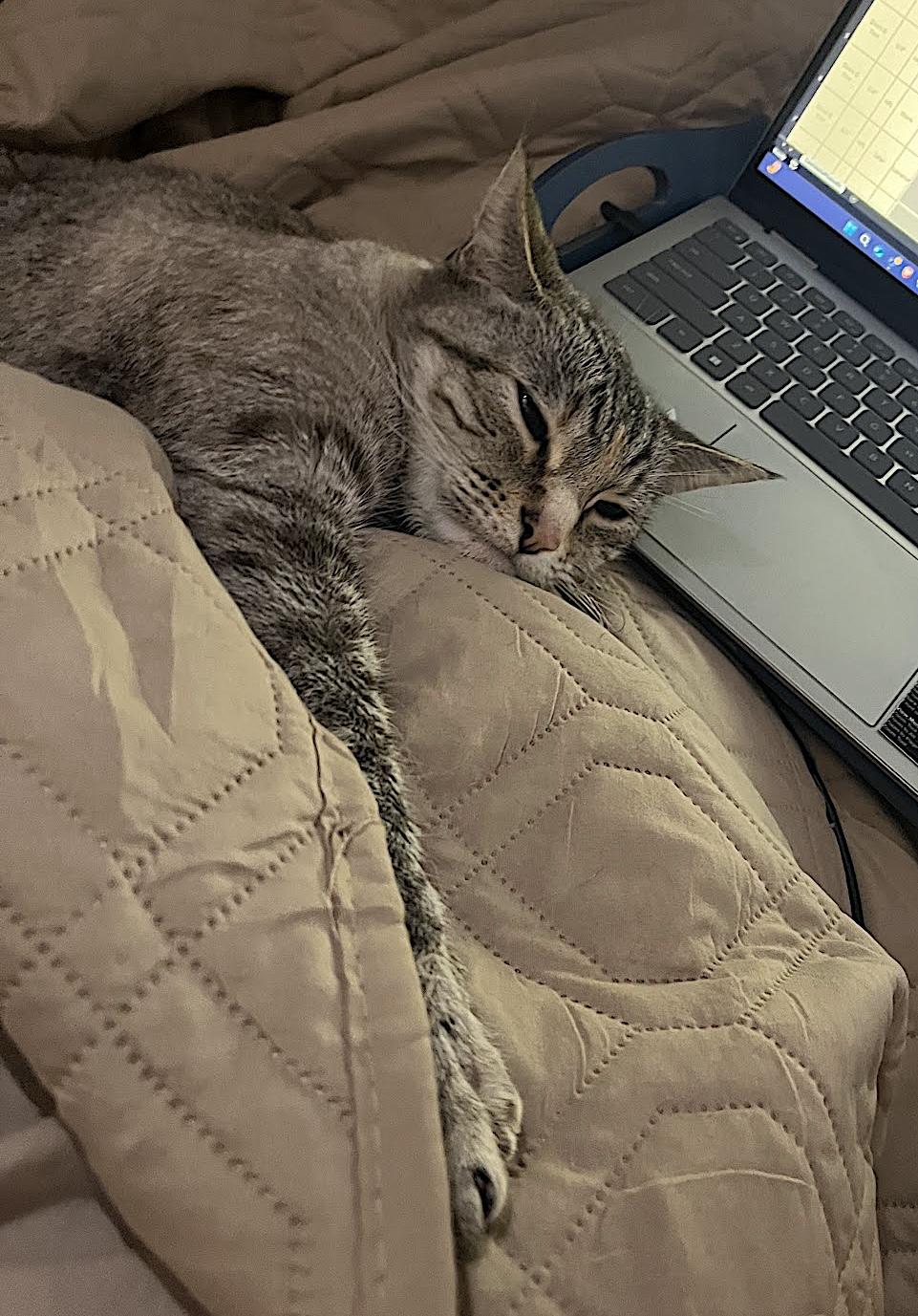 Mocha, an adopted Domestic Short Hair in Amherst, MA image 4/6