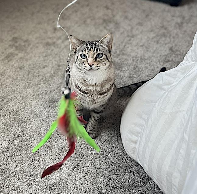 Mocha, an adopted Domestic Short Hair in Amherst, MA image 5/6