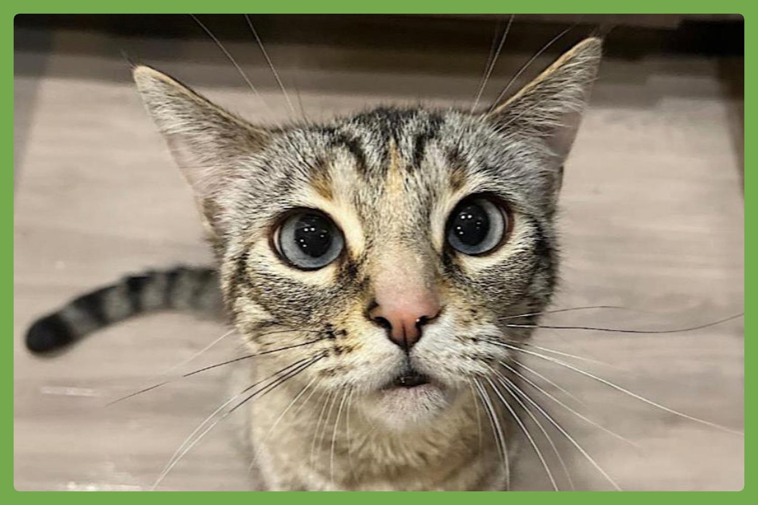 Mocha, adopted, Adult Female Domestic Short Hair.