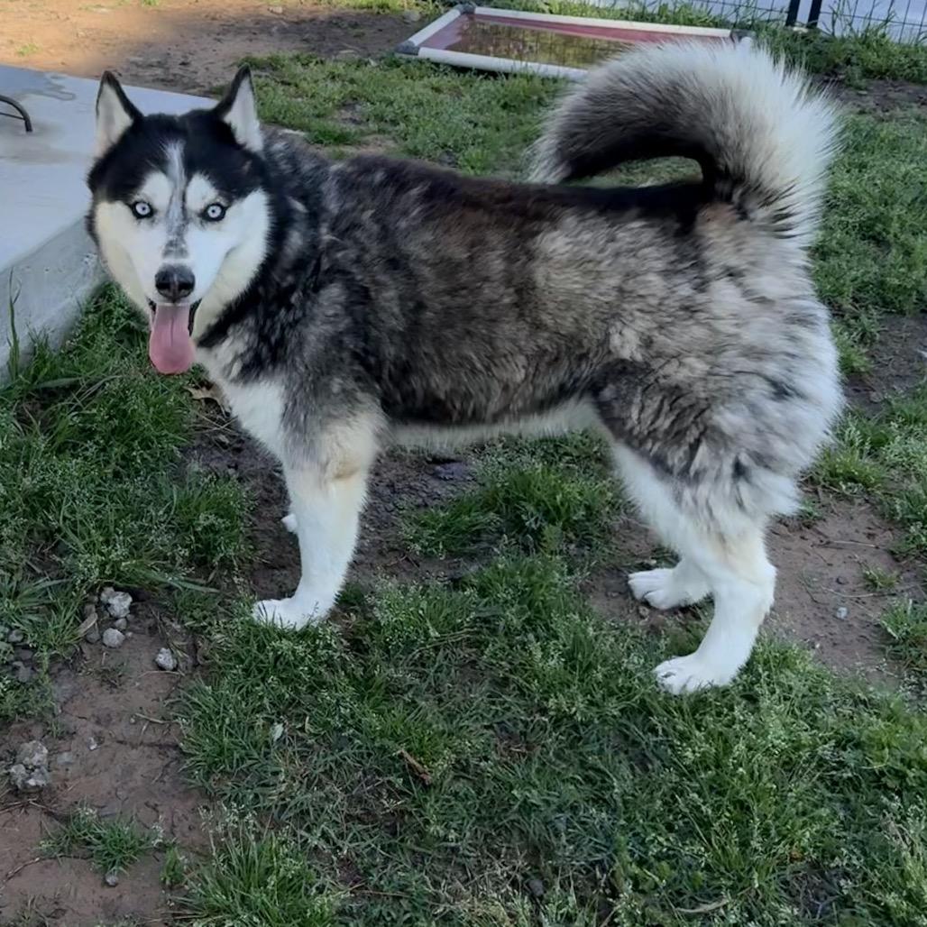 Otter, a Adoptable Husky in Eufaula, OK image 1/4