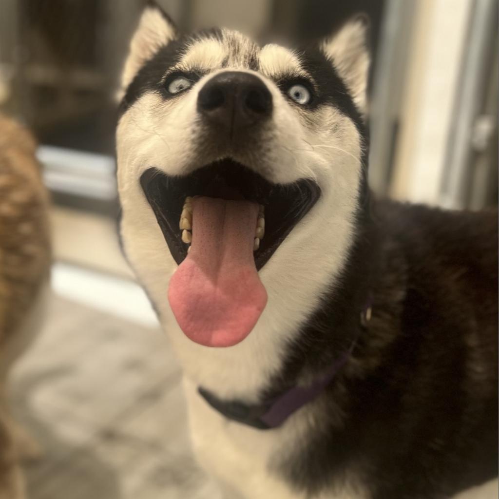 Otter, a Adoptable Husky in Eufaula, OK image 2/4