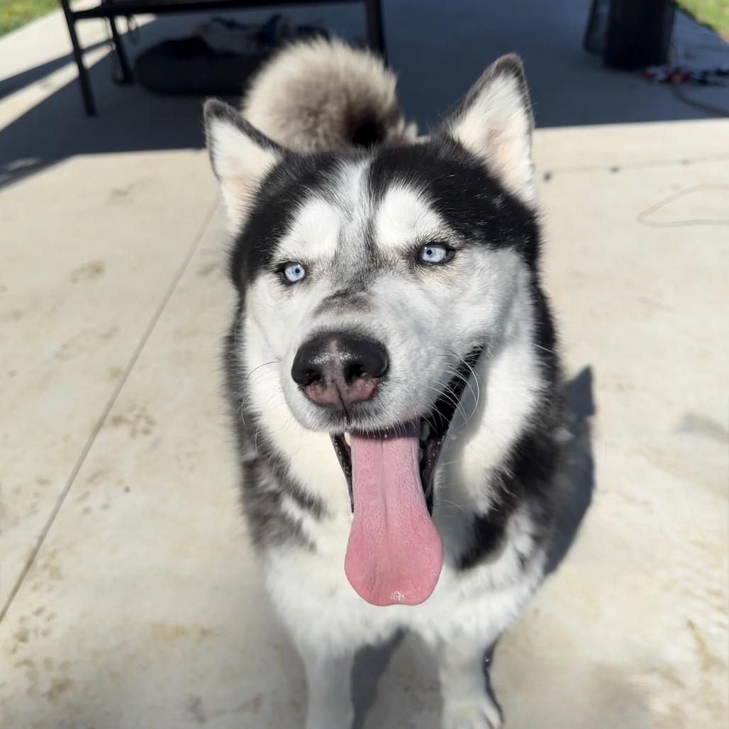 Otter, a Adoptable Husky in Eufaula, OK image 3/4