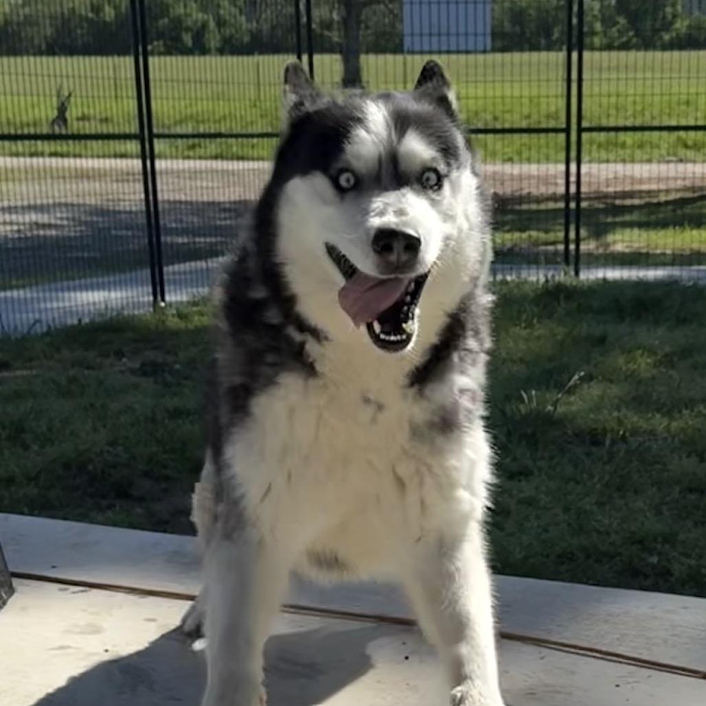 Otter, a Adoptable Husky in Eufaula, OK image 4/4