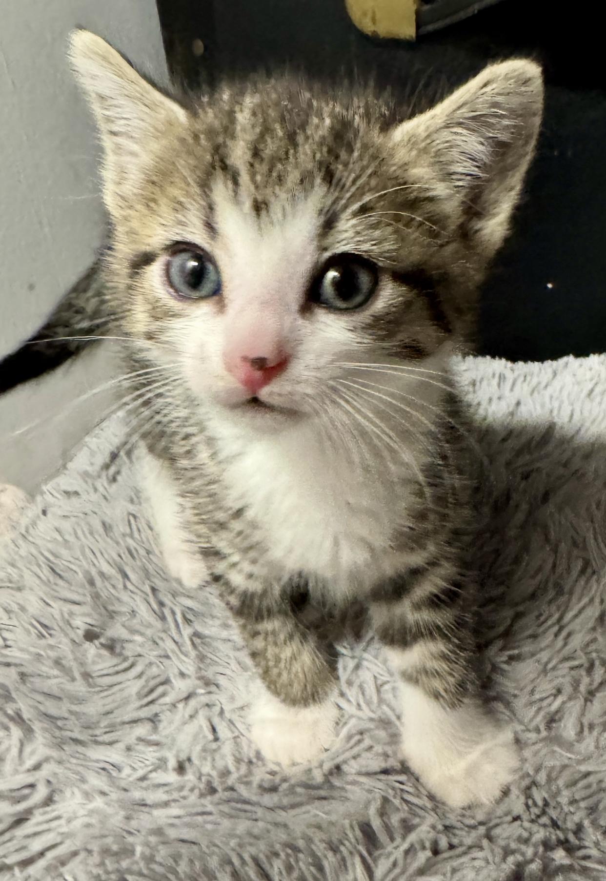 Sapphire, Adoptable, Kitten Female Domestic Short Hair.