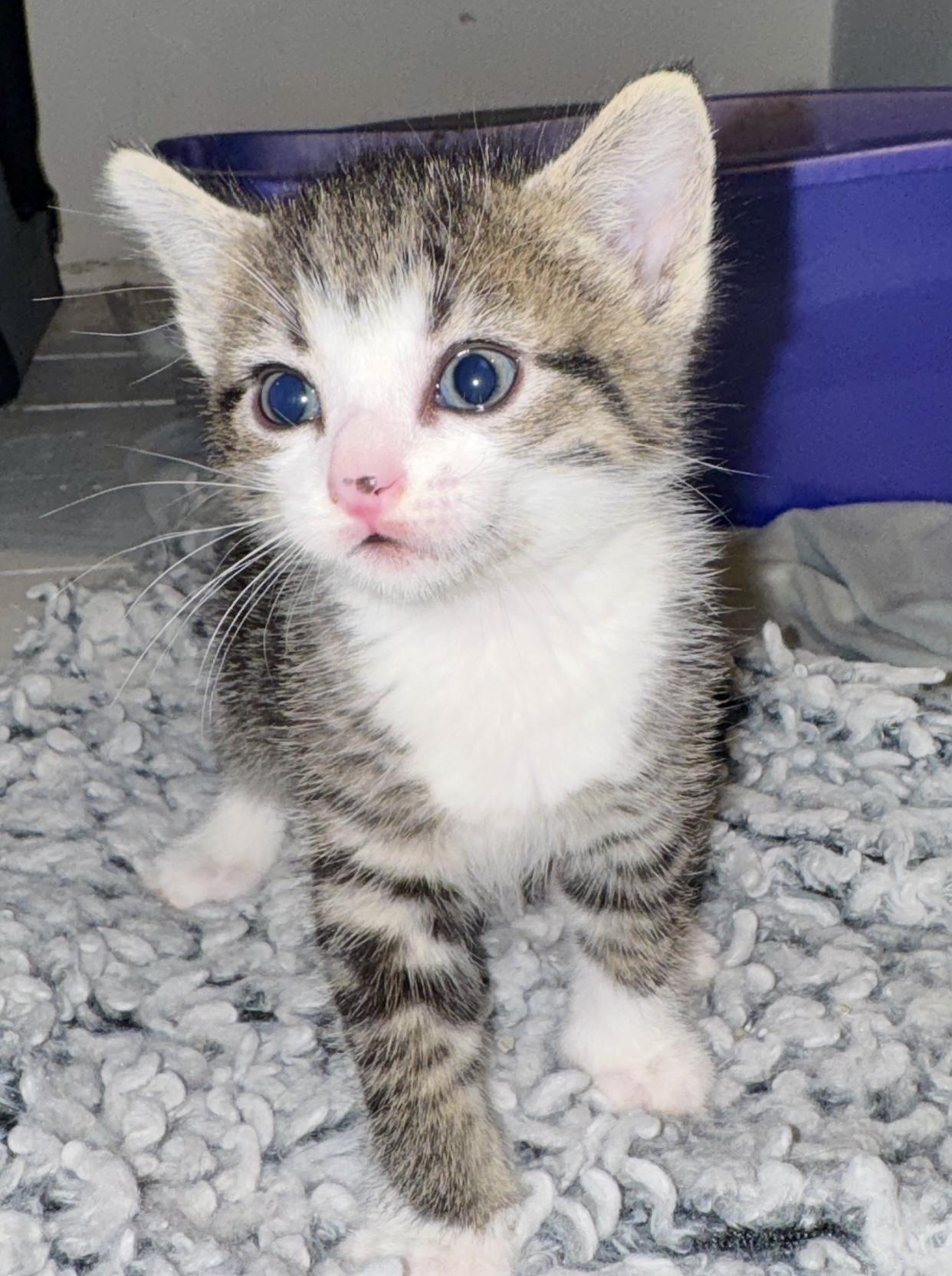 Sapphire, an adopted Domestic Short Hair in Port Washington, WI image 2/3