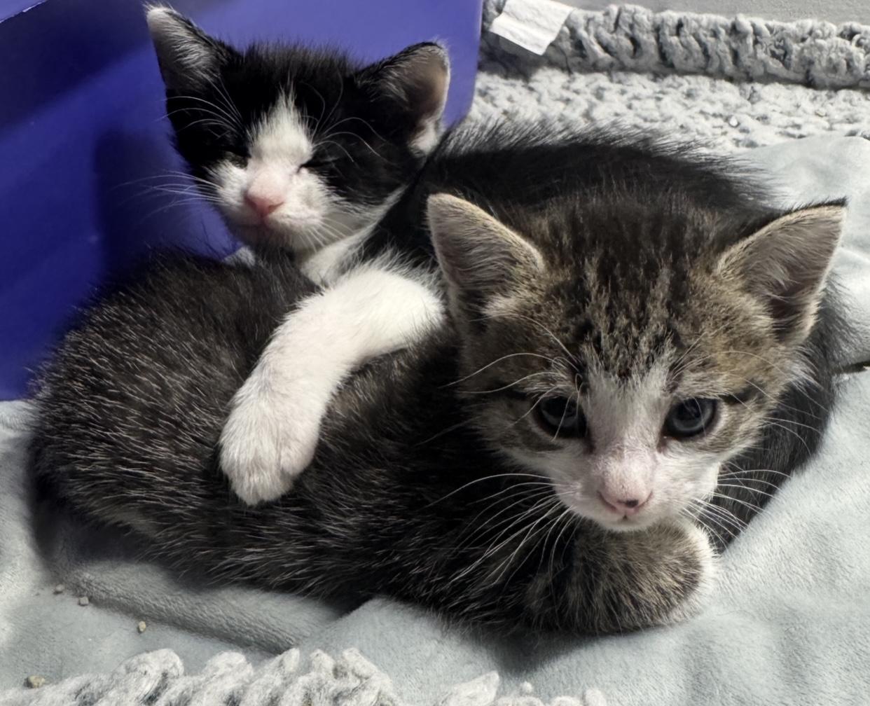 Sapphire, an adopted Domestic Short Hair in Port Washington, WI image 3/3