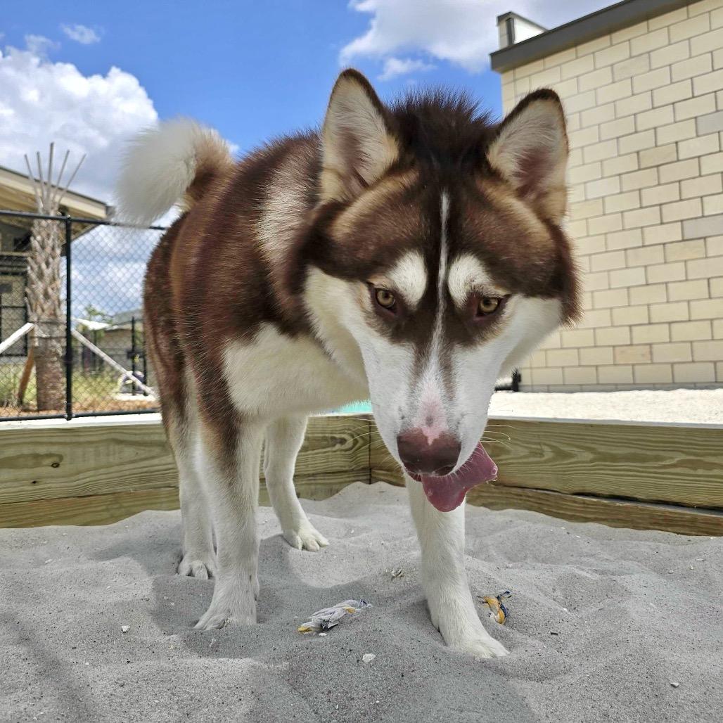 Steele, a Adoptable mixed breed in Englewood, FL image 1/6
