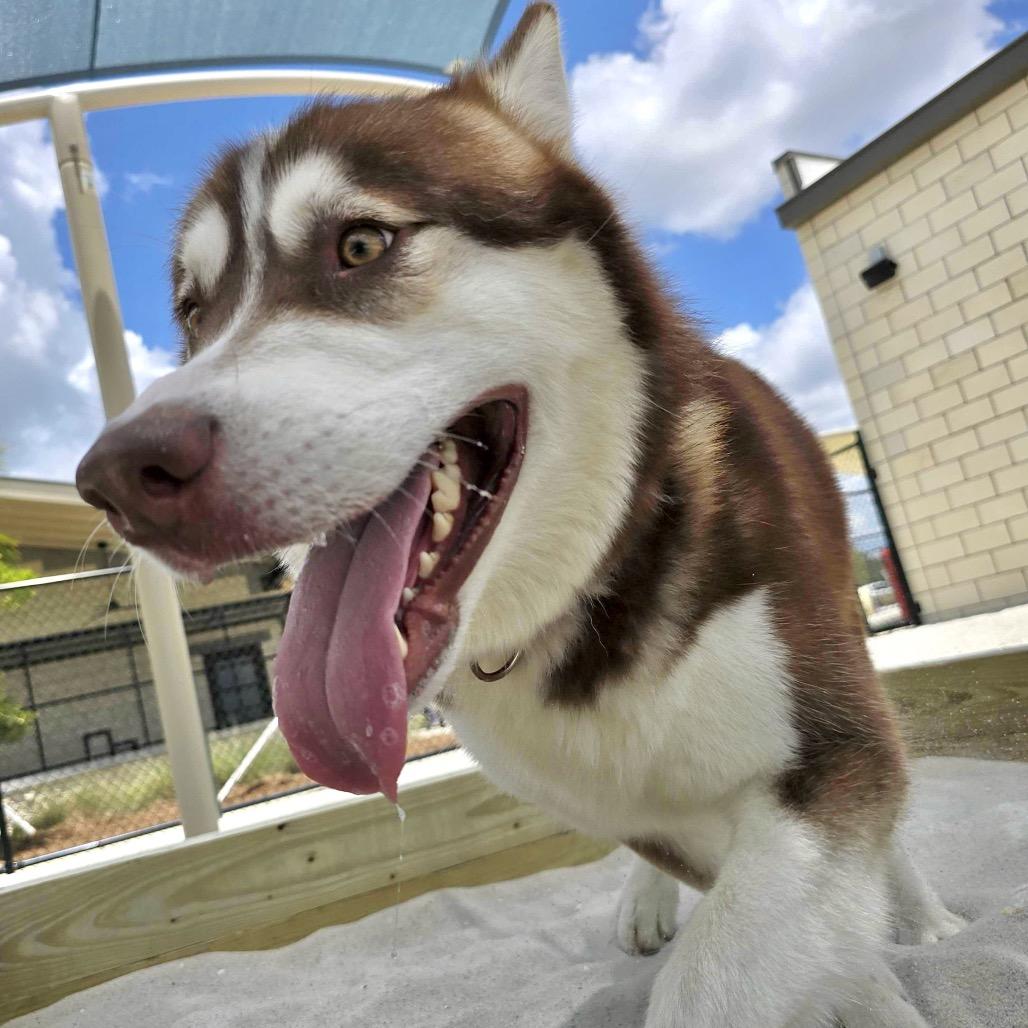 Steele, a Adoptable mixed breed in Englewood, FL image 2/6