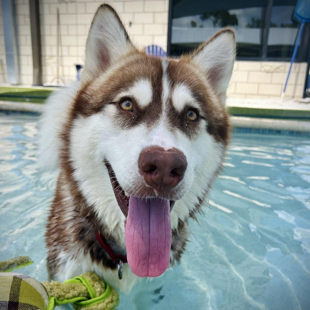 Steele, a Adoptable mixed breed in Englewood, FL image 4/6