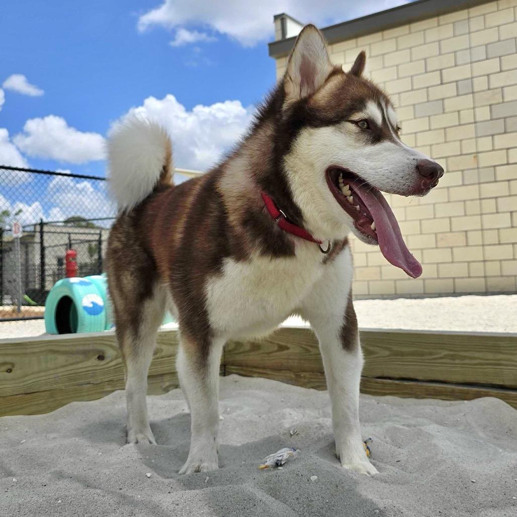 Steele, a Adoptable mixed breed in Englewood, FL image 6/6