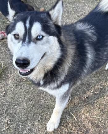 Blue, Adoptable, Young Male Husky.
