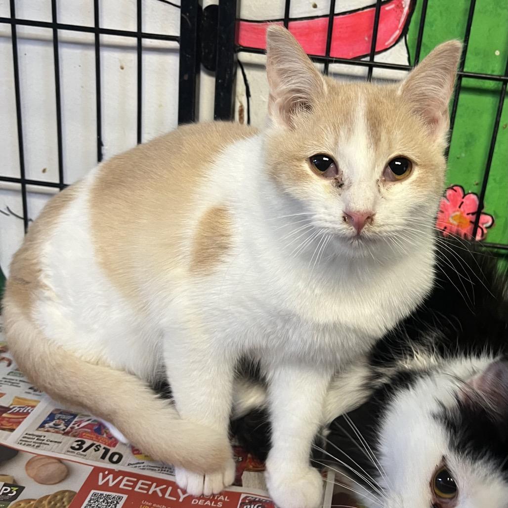 Enlarge Minion, a Adoptable Domestic Short Hair in Corbin, KY image 1/1