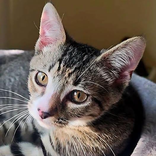 Lenny, Adoptable, Kitten Male Domestic Short Hair.