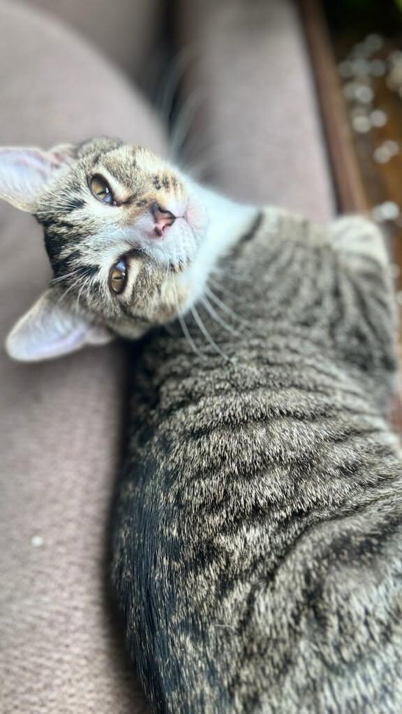 Lenny, Adoptable, Kitten Male Domestic Short Hair.
