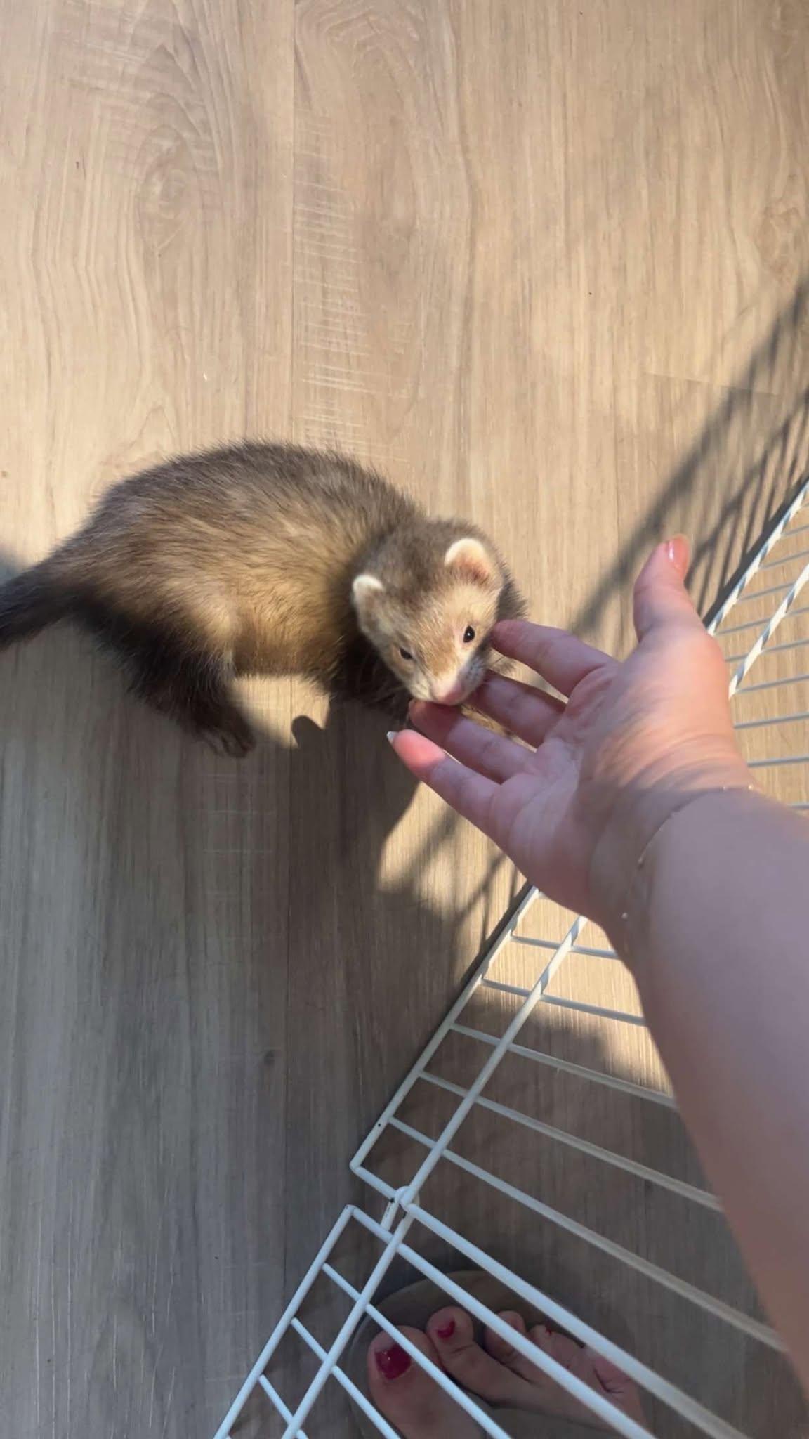 Punch, ADOPTABLE, Young Male Ferret.