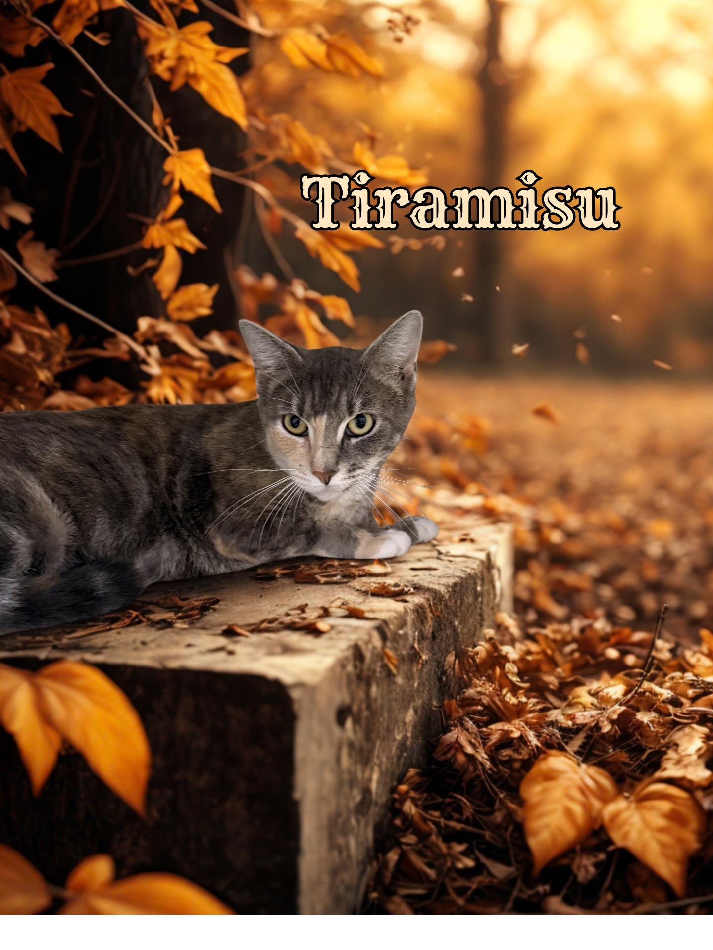 Enlarge Tiramisu, a Adoptable Domestic Short Hair in Orleans, VT image 1/1