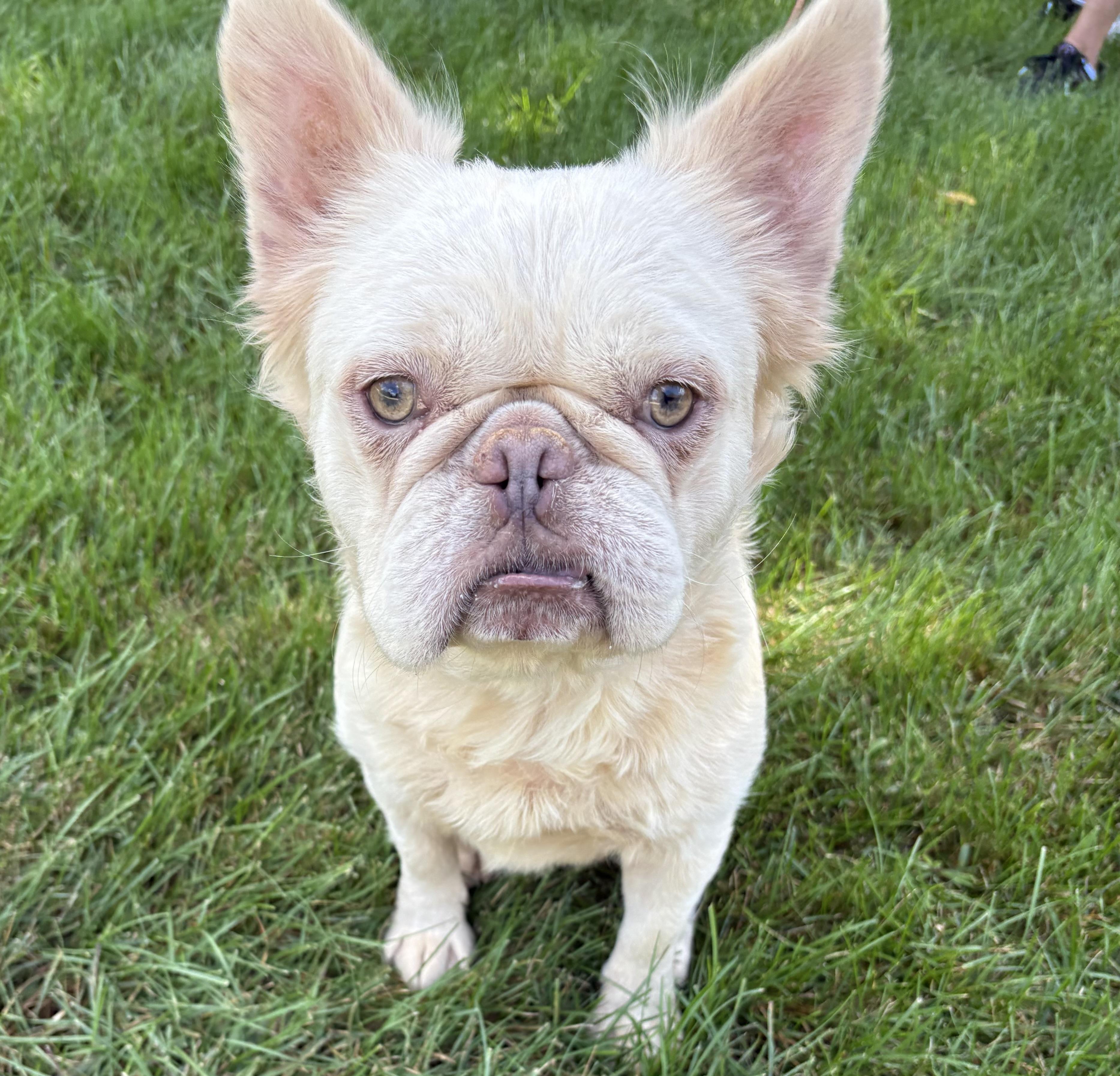 Enzo