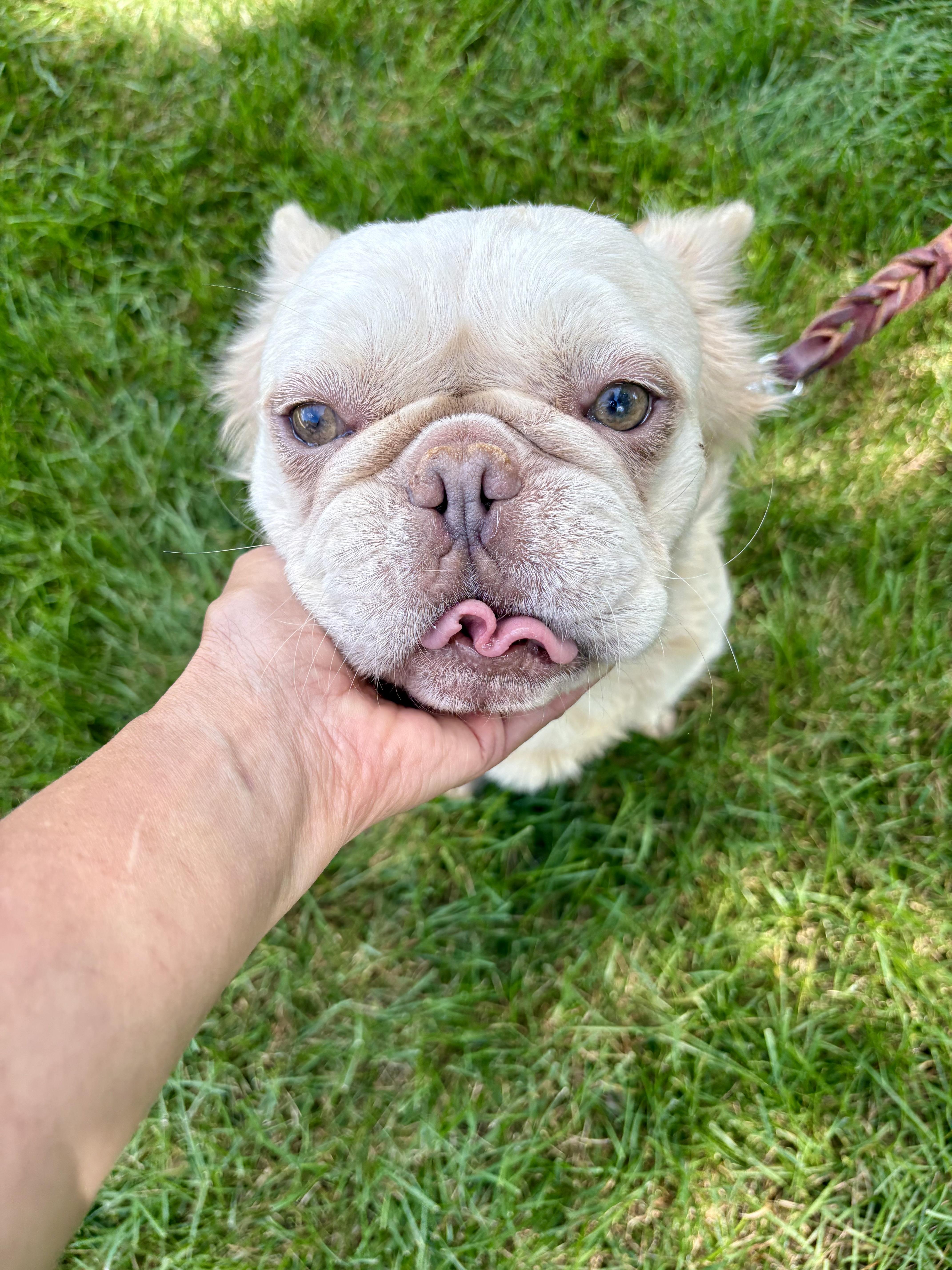 Enzo