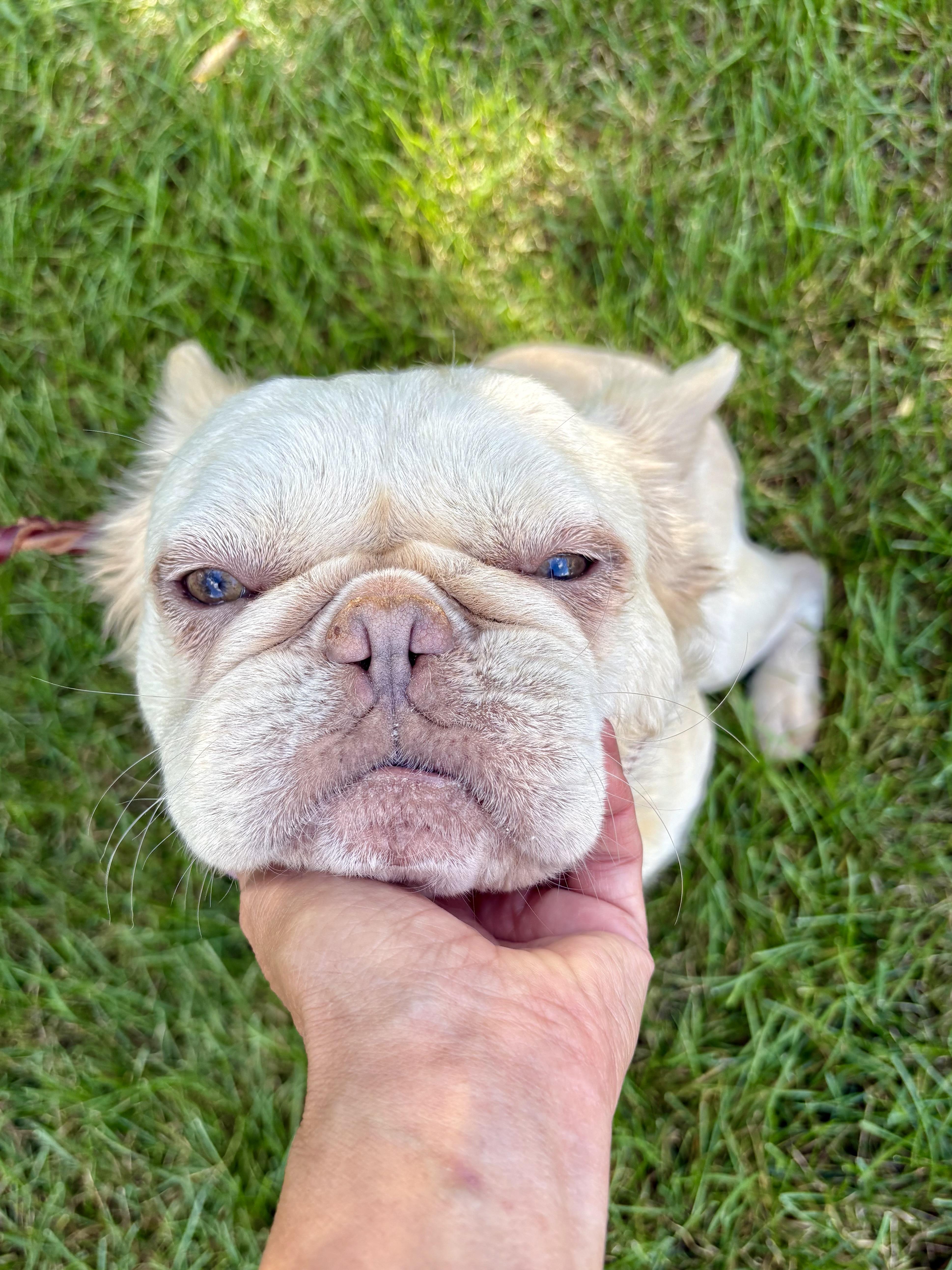 Enzo