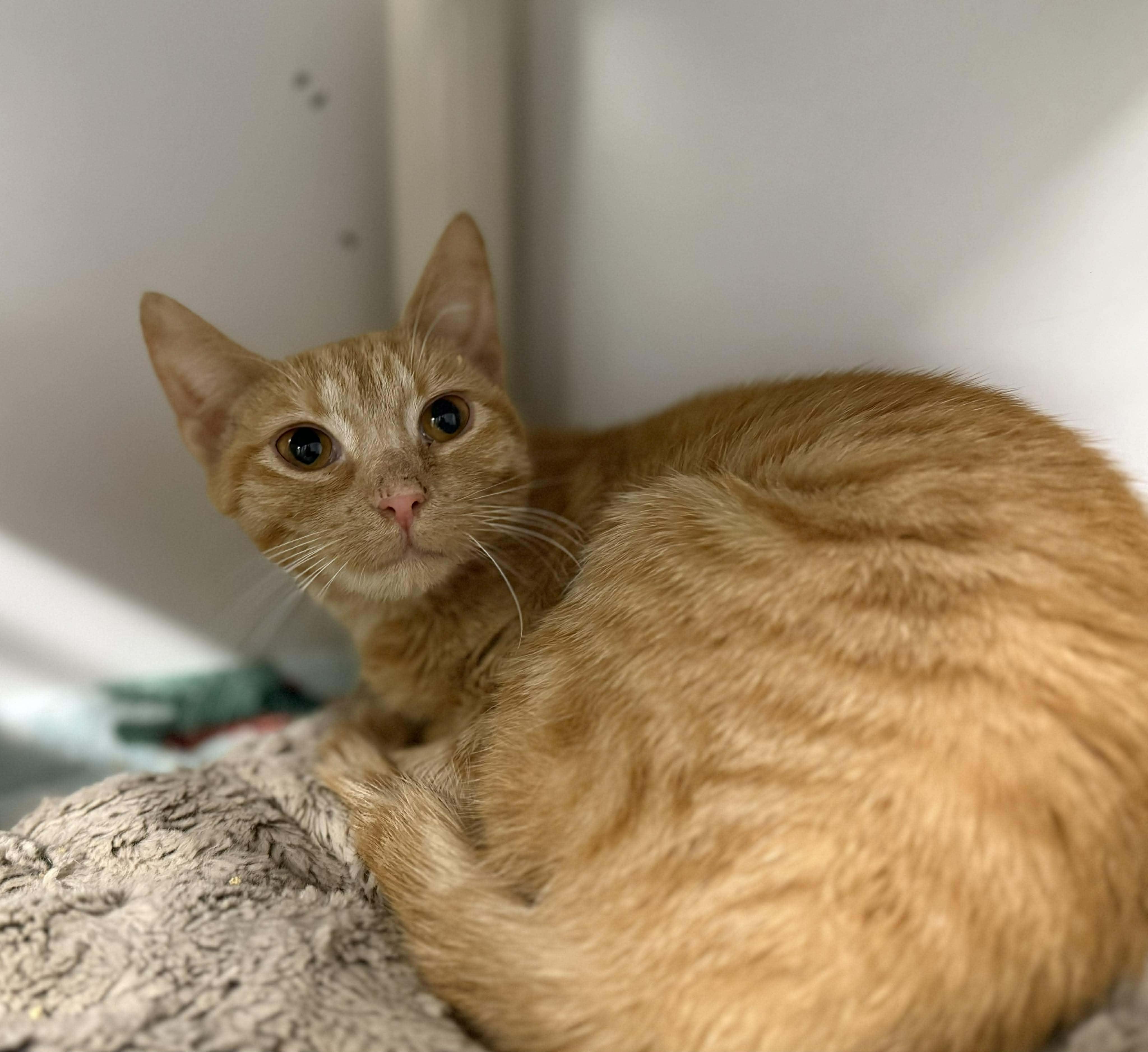 Citrus, a ADOPTABLE Domestic Short Hair in Leitchfield, KY image 2/3