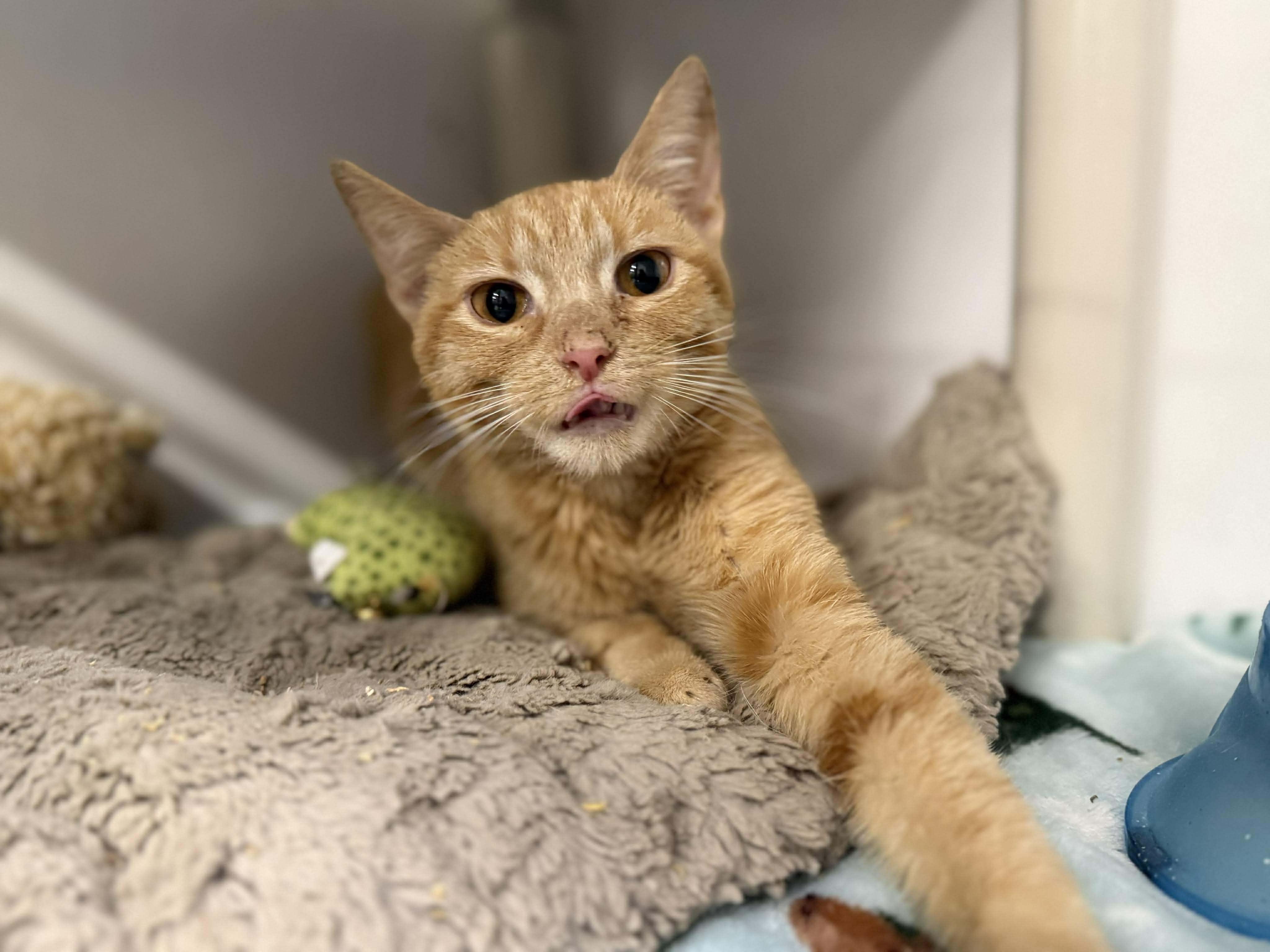 Citrus, a ADOPTABLE Domestic Short Hair in Leitchfield, KY image 3/3