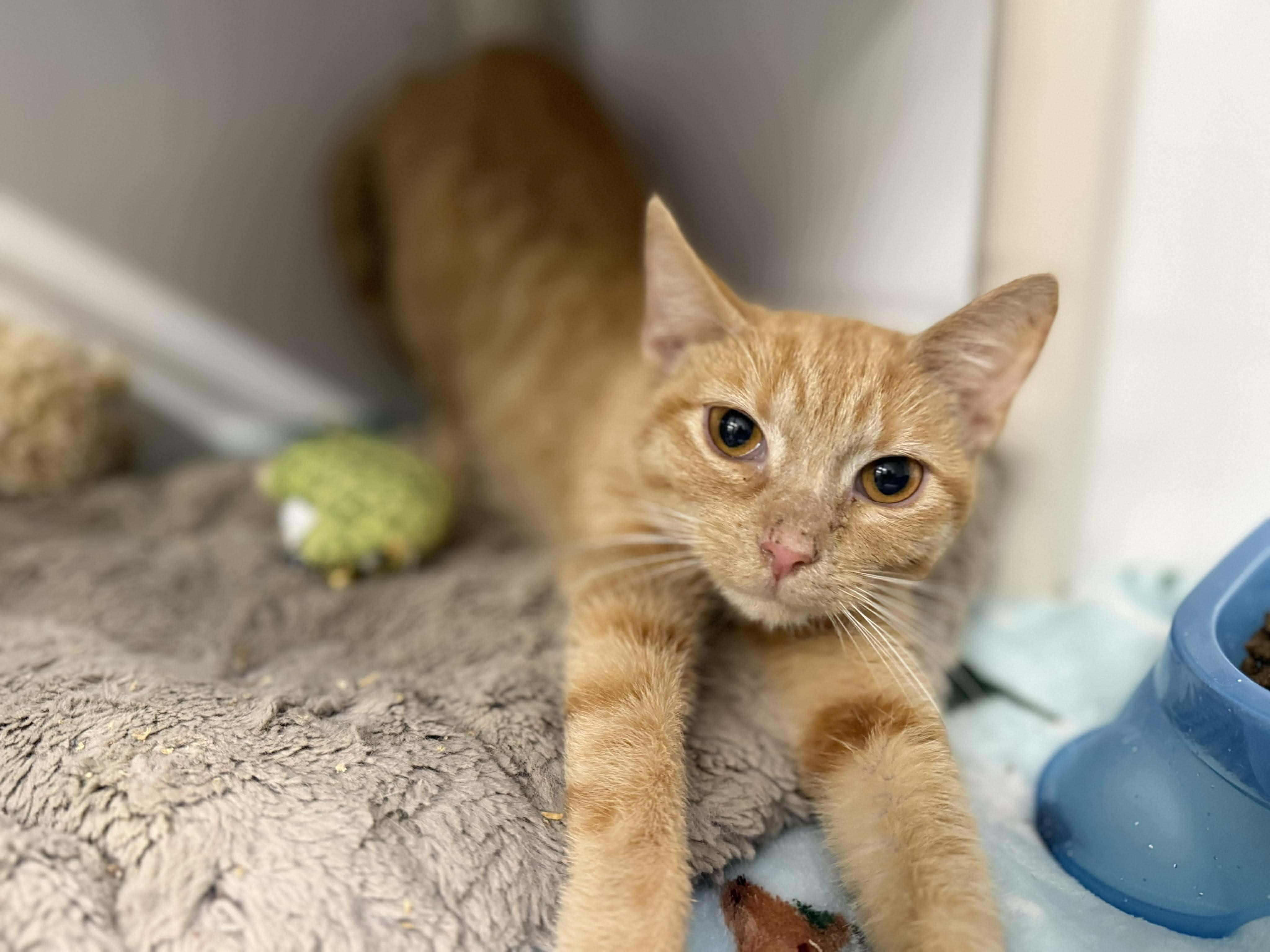 Citrus, ADOPTABLE, Young Female Domestic Short Hair.