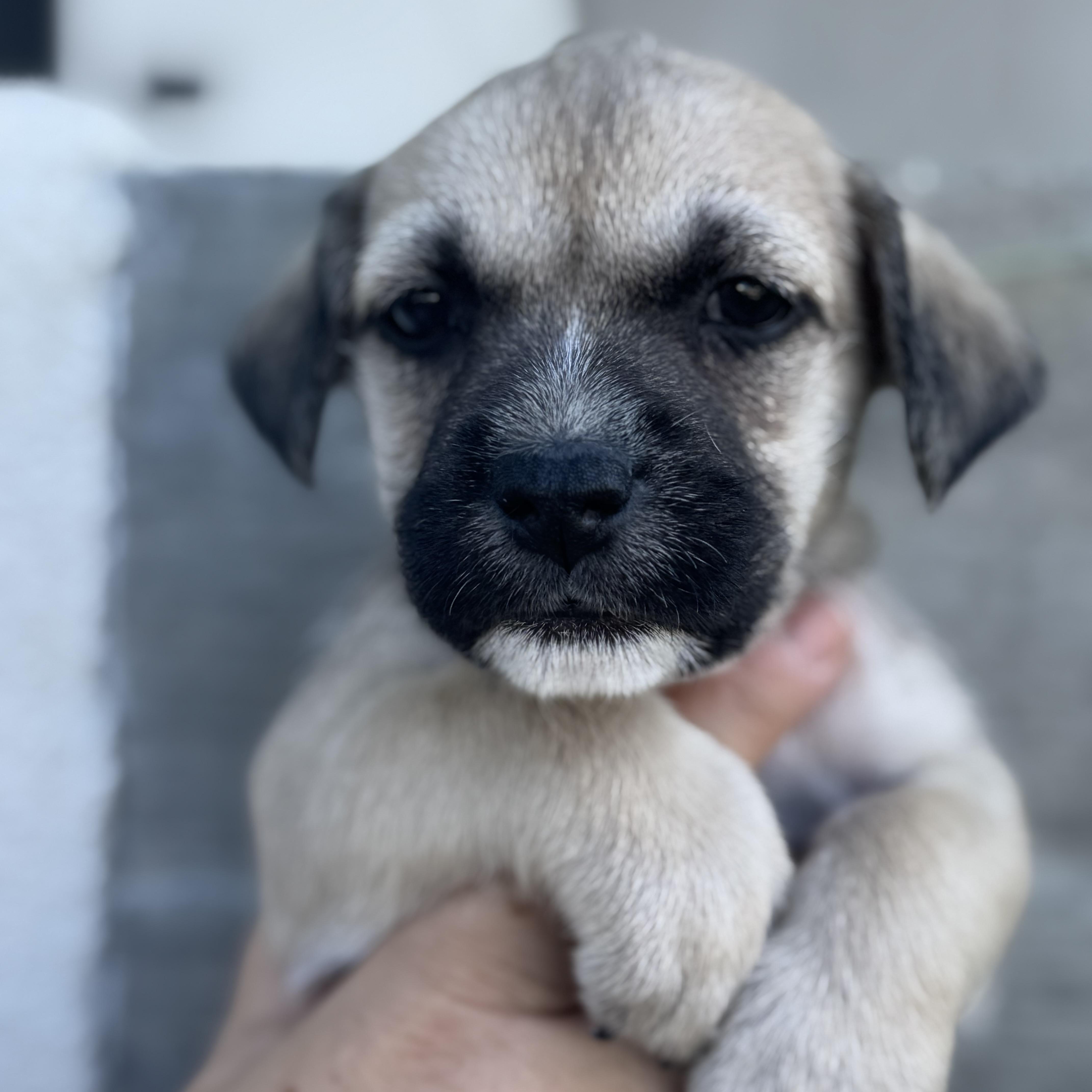 Hoka (Milestone litter)