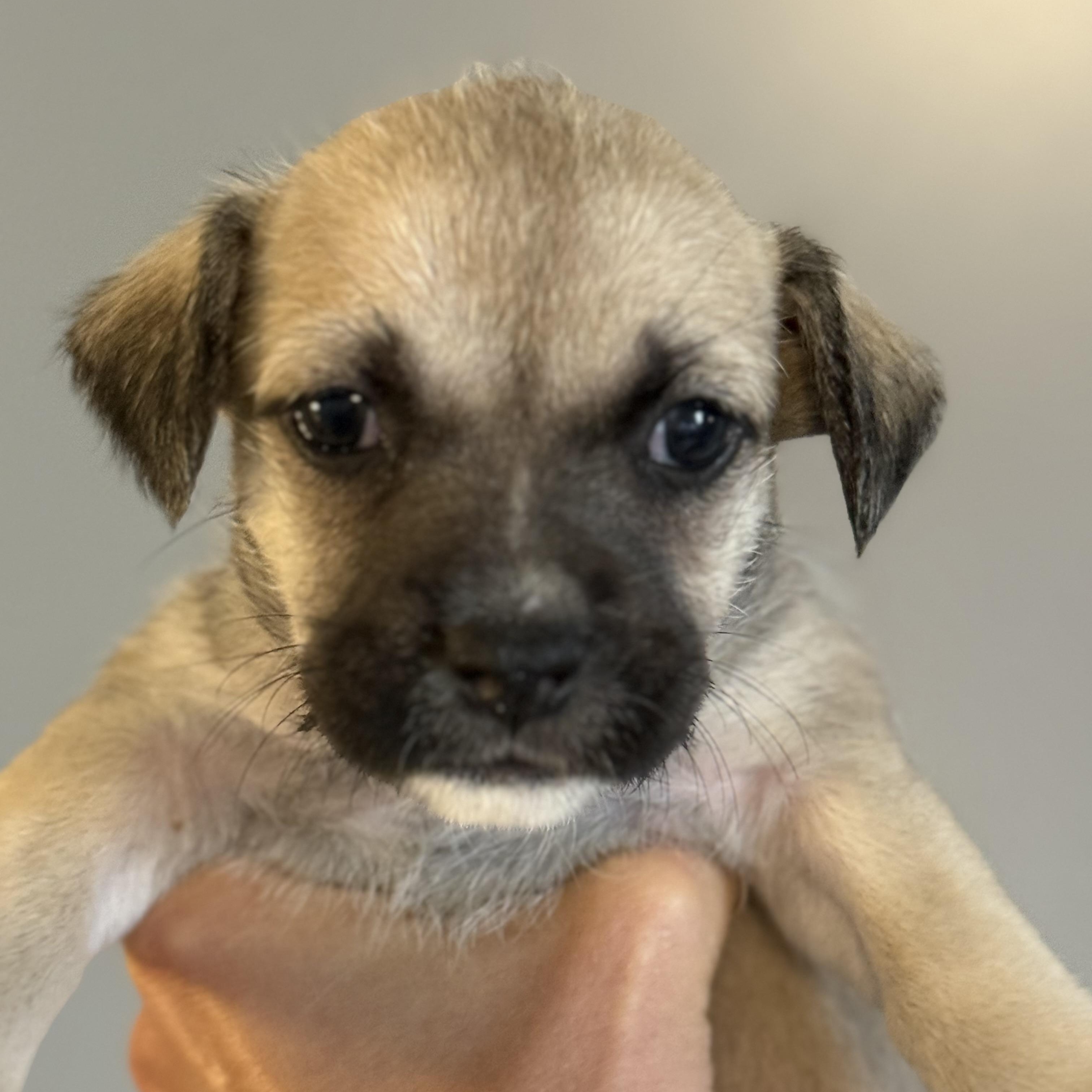 Hoka (Milestone litter)